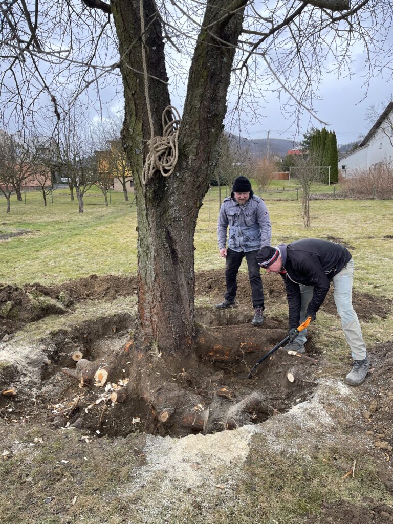 Sekání stromu Beskydy